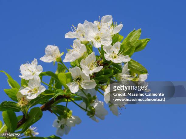 cherry flowers in blossom spring - serenità imagens e fotografias de stock