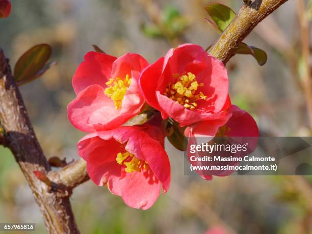 peach flower in spring - soleggiato stock pictures, royalty-free photos & images