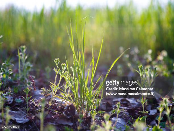 backlit green grass in spring - primo piano a fuoco stock pictures, royalty-free photos & images