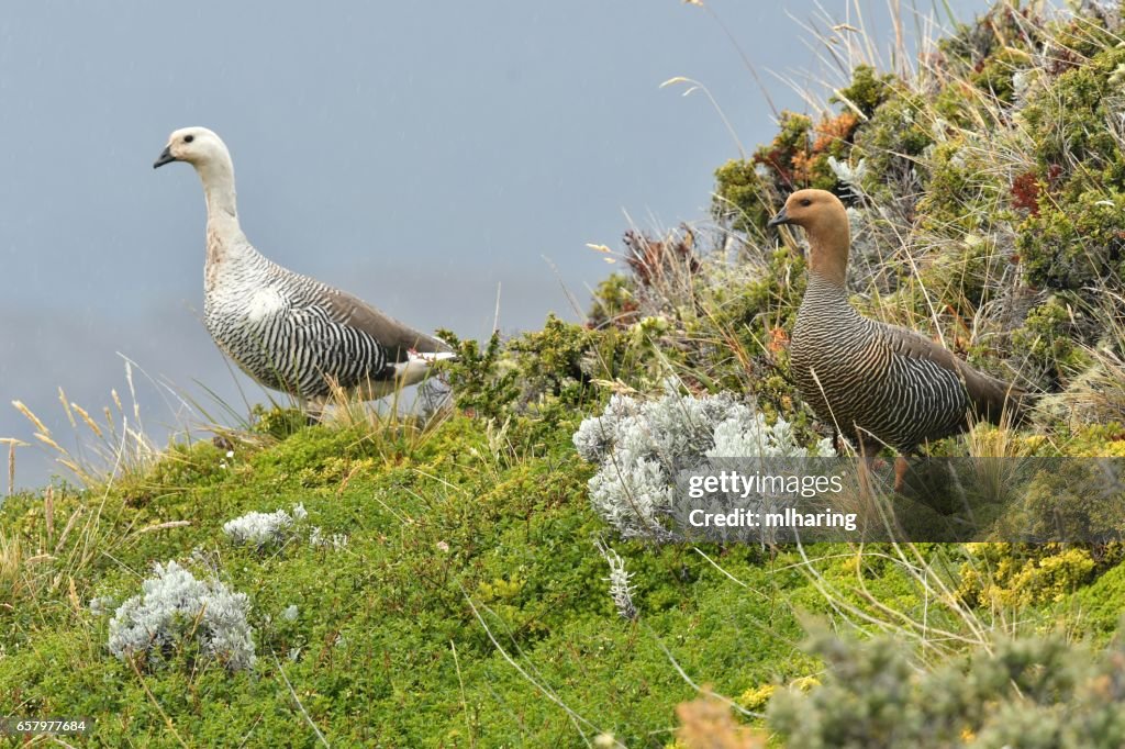 Upland Goose pair