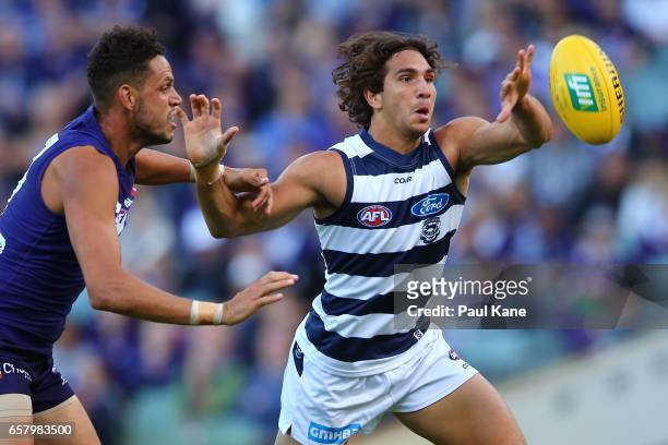 Nakia Cockatoo of the Cats paddles the ball clear of Michael Johnson of the Dockers during the round one AFL match between the Fremantle Dockers and...