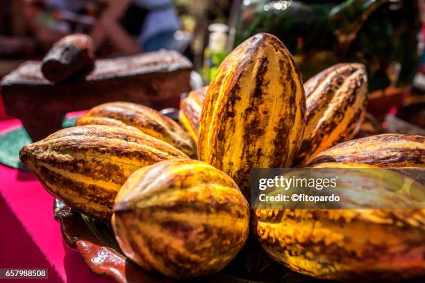cocoa bean, chocolate - plant pod stock pictures, royalty-free photos & images
