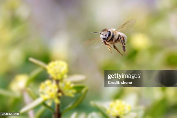 honeybee in flight - bee flying stock pictures, royalty-free photos & images