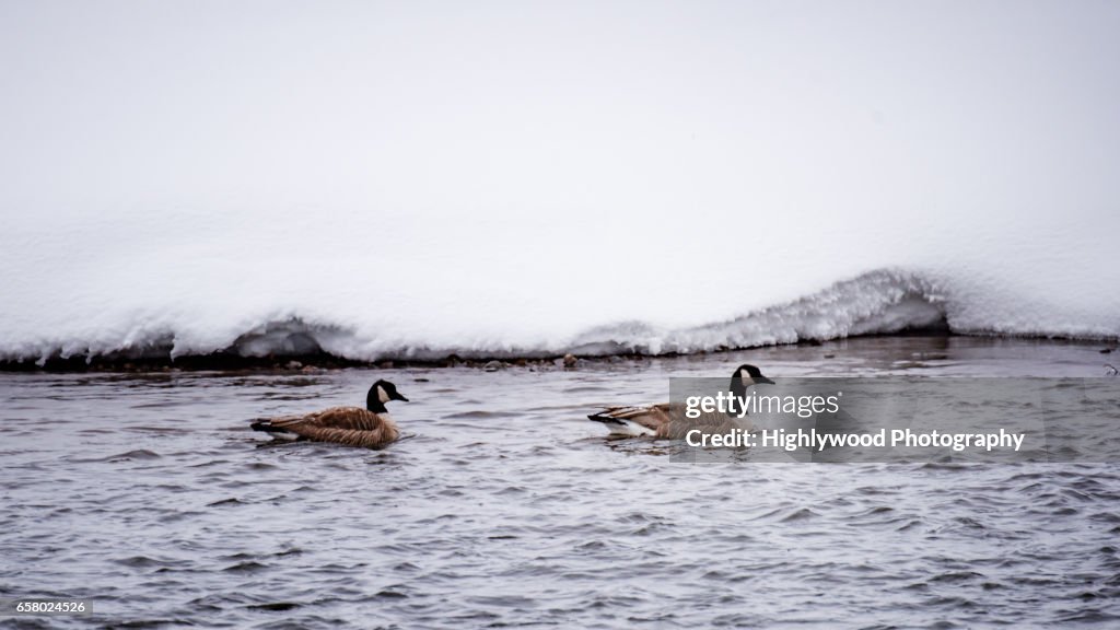 Two Canada Geese in the Madison River