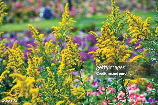 golden rod flower (solidago canadensis) - goldenrod stockfoto's en -beelden