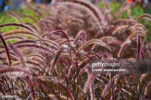 purple fountain grass - pennisetum setaceum 'rubrum' - fountain grass stock pictures, royalty-free photos & images