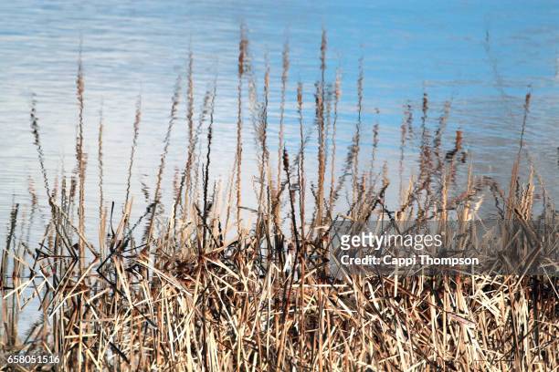 shoreline reflections - reed thompson stock pictures, royalty-free photos & images