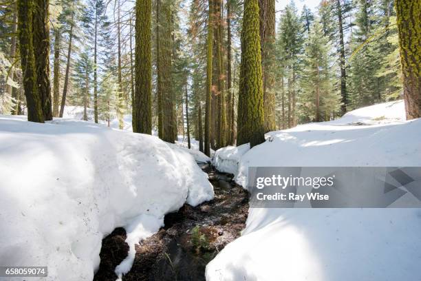 creek on the trail to eagle peak - eagle creek trail stockfoto's en -beelden