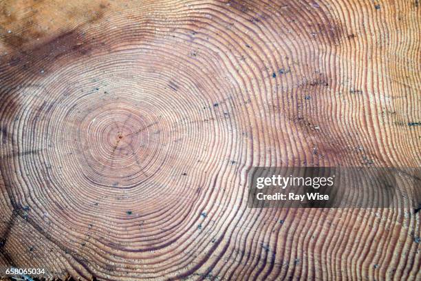 cross section of tree - detail - ring stock pictures, royalty-free photos & images