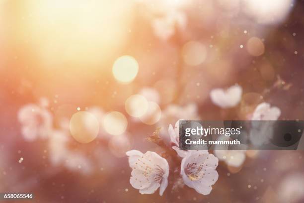 fiori primaverili - fiore di ciliegio foto e immagini stock