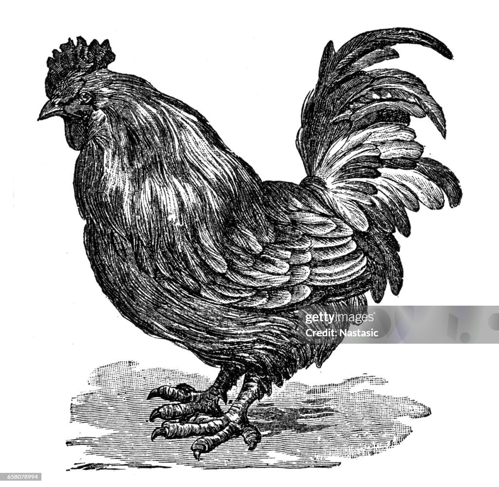 Haan, de haan of Cockerel