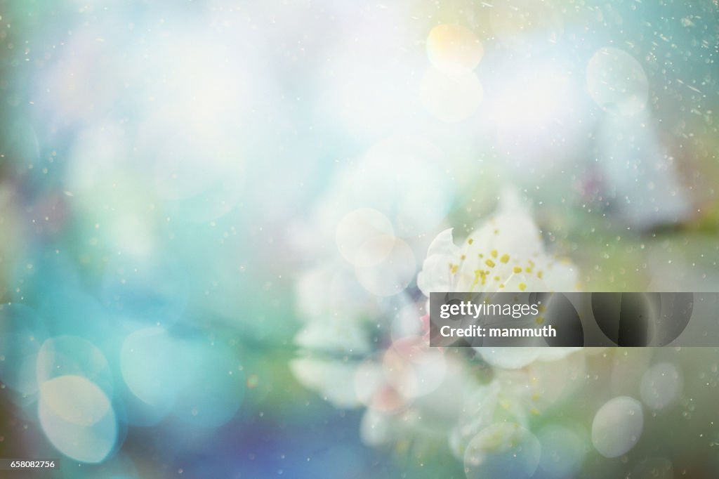 Spring blossom