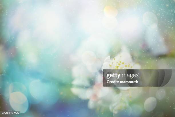 spring blossom - flower background stock pictures, royalty-free photos & images