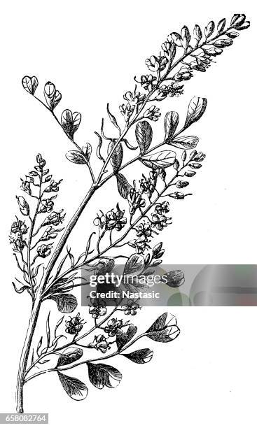 blauholz (haematoxylon campechianum) - akazie stock-grafiken, -clipart, -cartoons und -symbole