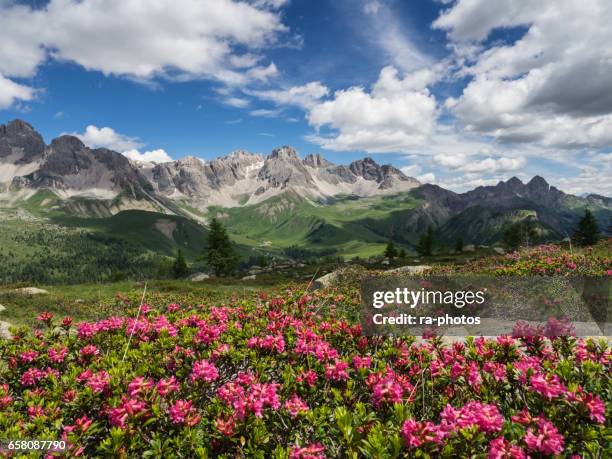 alpenrose blossom in the alps - rhododendron stock pictures, royalty-free photos & images