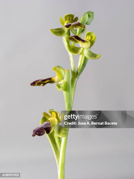 mirror orchid (ophrys speculum), valencia, spain - florecer stock-fotos und bilder