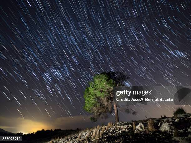 solitary tree on the top of a hill a night of blue sky with stars in movement - aislado stock-fotos und bilder