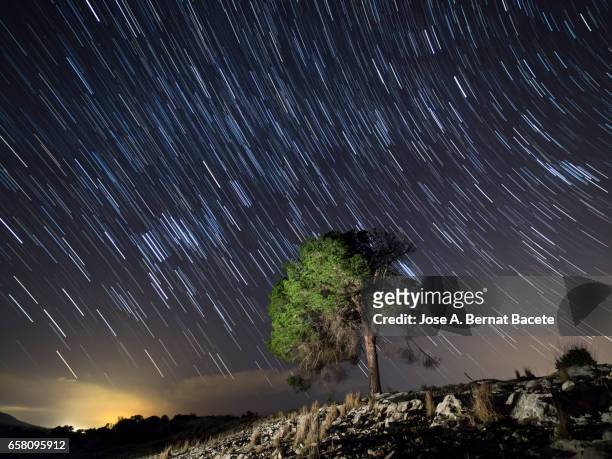 solitary tree on the top of a hill a night of blue sky with stars in movement - cielo dramático stock pictures, royalty-free photos & images