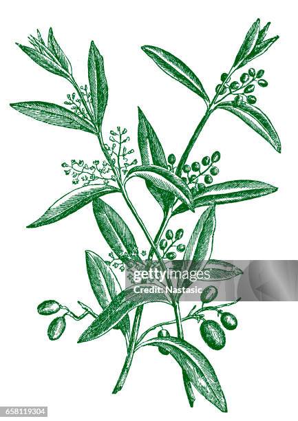 olive tree branch with fruits - olive tree stock illustrations