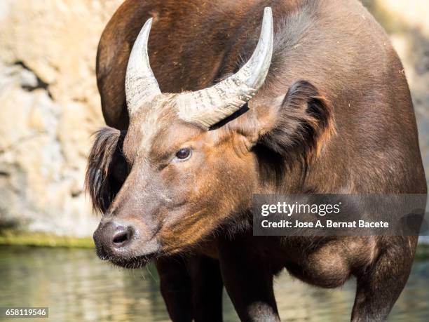 red buffalo drinking - cabeza de animal stock pictures, royalty-free photos & images