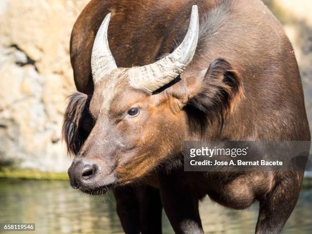 red buffalo drinking - mamífero ungulado 個照片及圖片檔