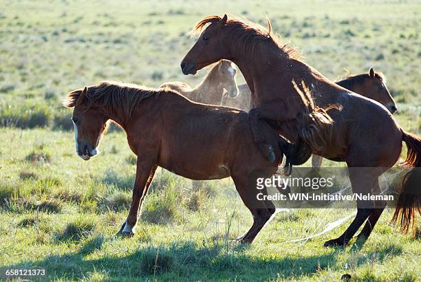 two horses mating in a field - accouplement animal photos et images de collection