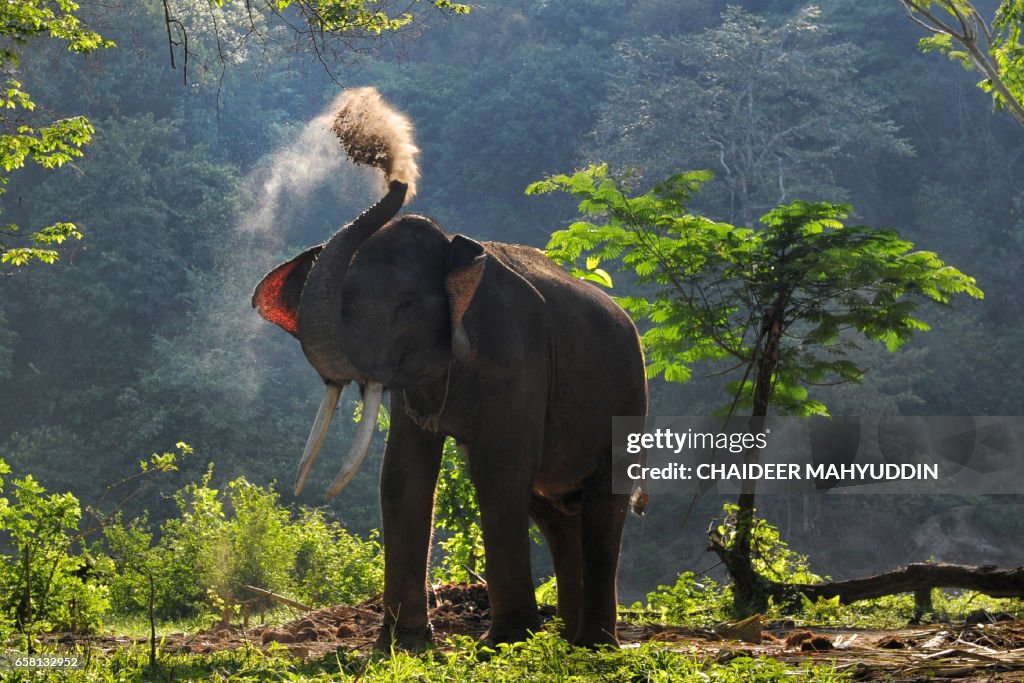 TOPSHOT-INDONESIA-ANIMAL-CONSERVATION-ELEPHANT