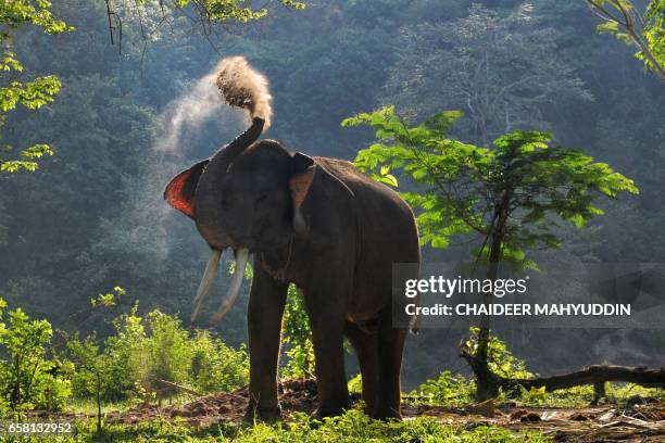 This picture taken on March 26, 2017 shows a captive Sumatran elephant before it goes on a patrol with Indonesian forest rangers in Aceh Jaya, Aceh...