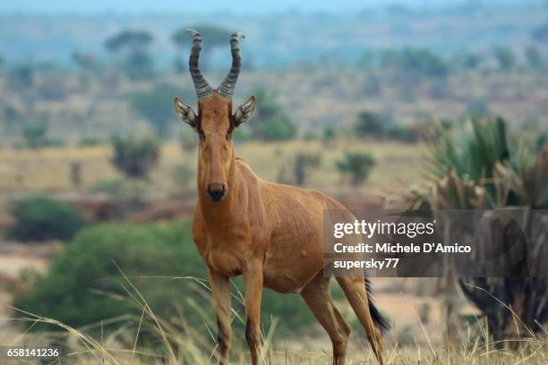 hartebeest portrait - hartebeest stock pictures, royalty-free photos & images