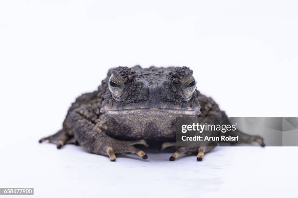 Toad Jpg 183 Largest Toad Stock Photos, High-Res Pictures, and Images - Getty Images