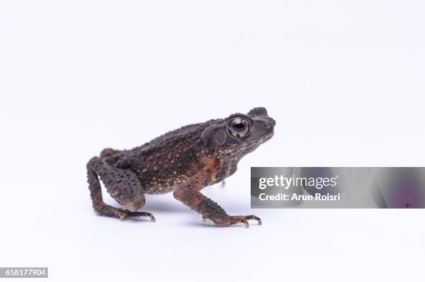 Toad Bumps Photos and Premium High Res Pictures - Getty Images