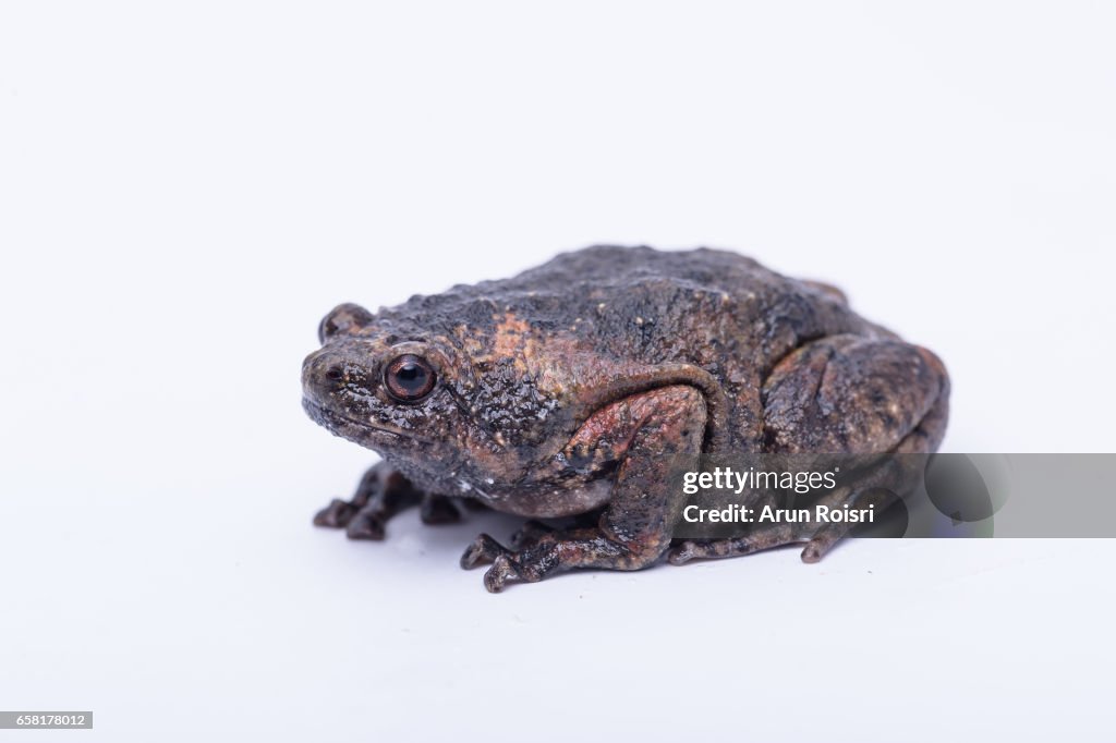 Brown Bullfrog (Kaloula baleata)