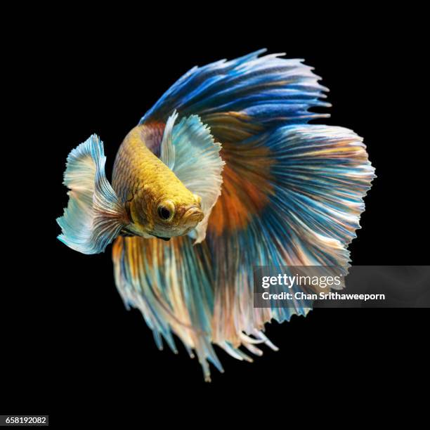 siamese fighting fish - siamese fighting fish fotografías e imágenes de stock