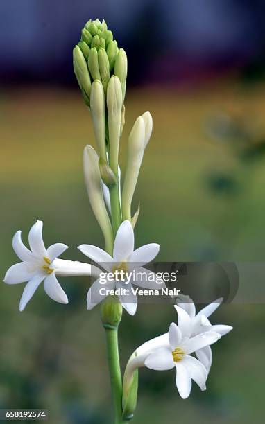 432 fotos e imágenes de Nardos - Getty Images 432 fotos e imágenes de Nardos - Getty Images