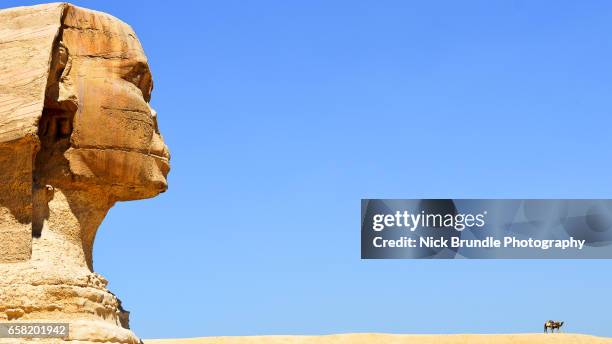 side view of the sphinx, giza, egypt - esfinge fotografías e imágenes de stock