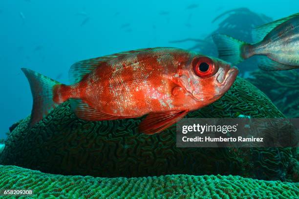 bigeye - bigeye fish stock pictures, royalty-free photos & images