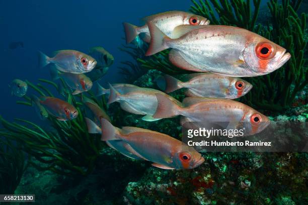 bigeye - bigeye fish stock pictures, royalty-free photos & images