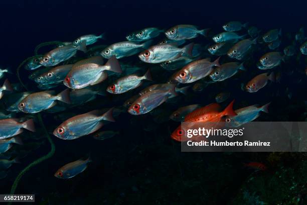 bigeye - bigeye fish stock pictures, royalty-free photos & images