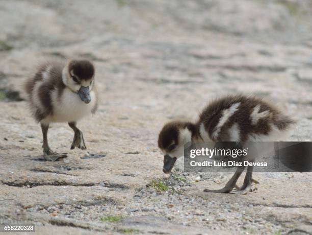 egyptian geese baby cuddle - posición elevada ストックフォトと画像