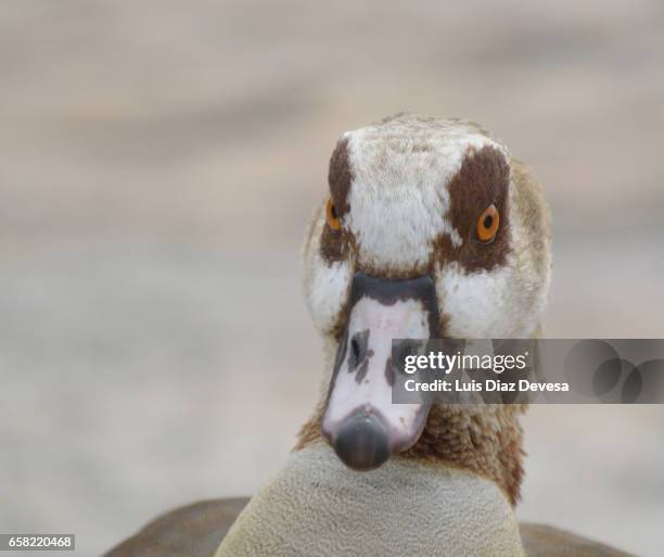 close-up of egyptian goose - zona de prados stock-fotos und bilder