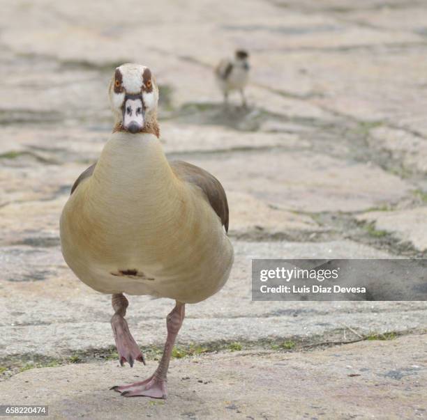 egyptian goose (alopochen aegyptiacus) - posición elevada ストックフォトと画像