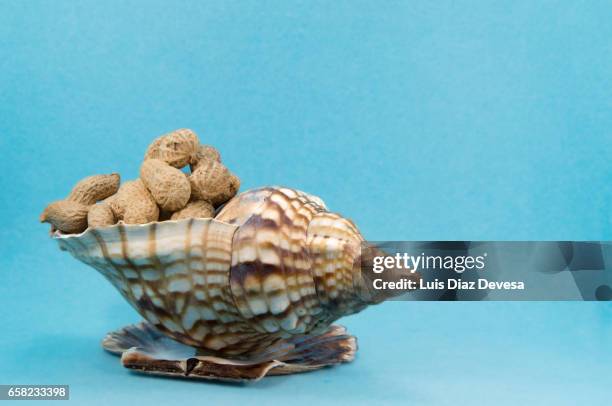 snail trumpet filled with peanuts - estilo de vida saludable stock-fotos und bilder