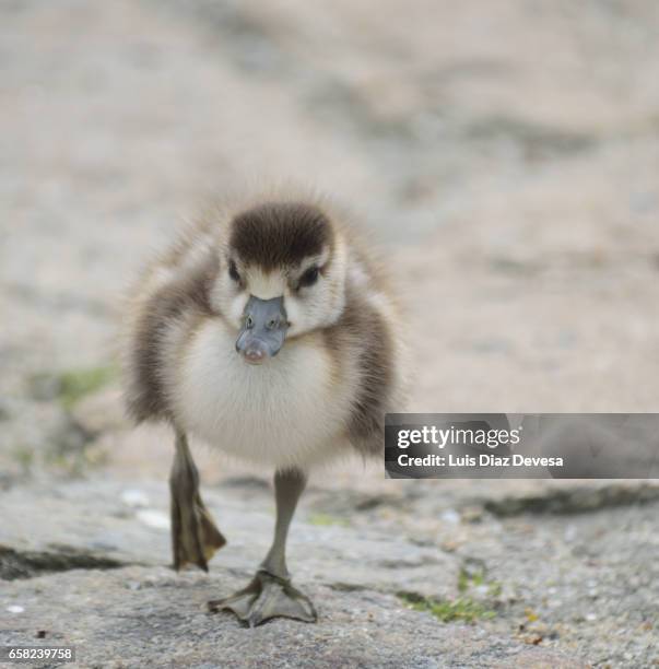 egyptian geese baby cuddle - posición elevada stock pictures, royalty-free photos & images