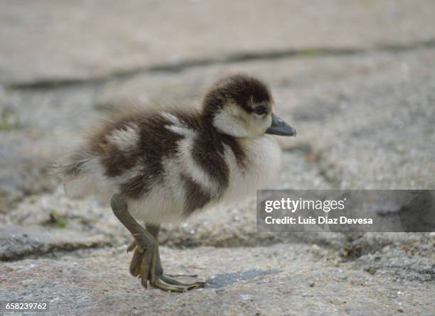 egyptian geese baby cuddle - zona de prados stock-fotos und bilder