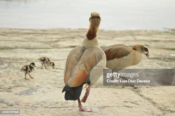 egyptian goose (alopochen aegyptiacus) - zona de prados stock-fotos und bilder