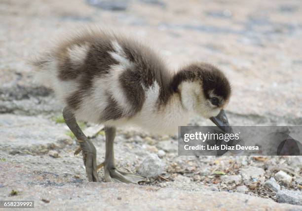 egyptian geese baby cuddle - zona de prados stock-fotos und bilder