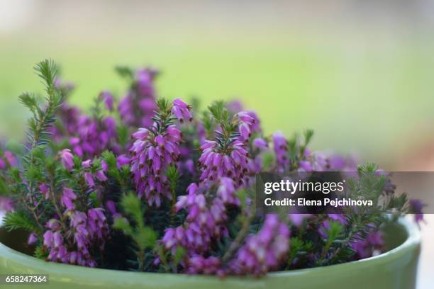 erica carnea - erica flower stock pictures, royalty-free photos & images