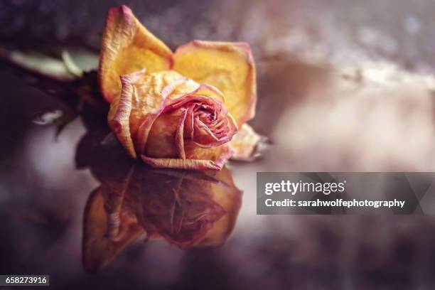 rose in a puddle - allyn rose stock-fotos und bilder