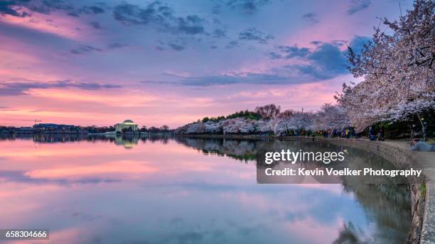 sunrise at the tidal basin - jefferson monument stock pictures, royalty-free photos & images