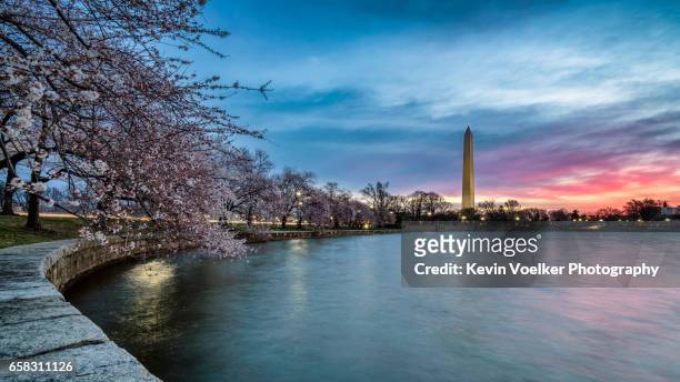 tidal basin at sunrise - national monument stock pictures, royalty-free photos & images